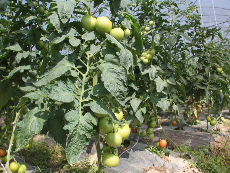 Cultivation methods of tomatoes